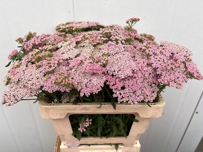 <h4>ACHIL PINK LADY</h4>