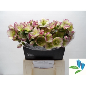 HELLEB FROSTKISS GLENDAS GLOSS