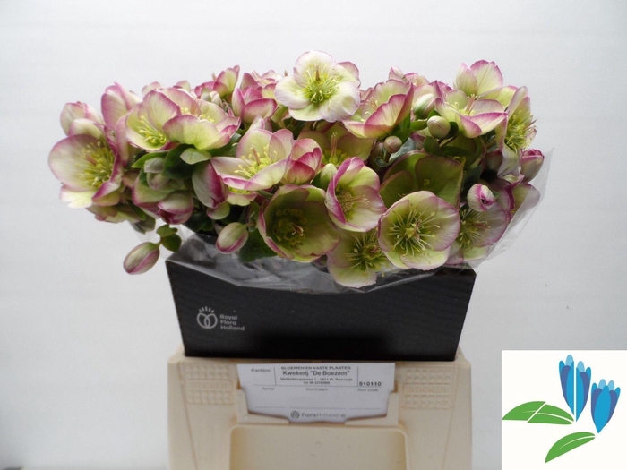 <h4>HELLEB FROSTKISS GLENDAS GLOSS</h4>