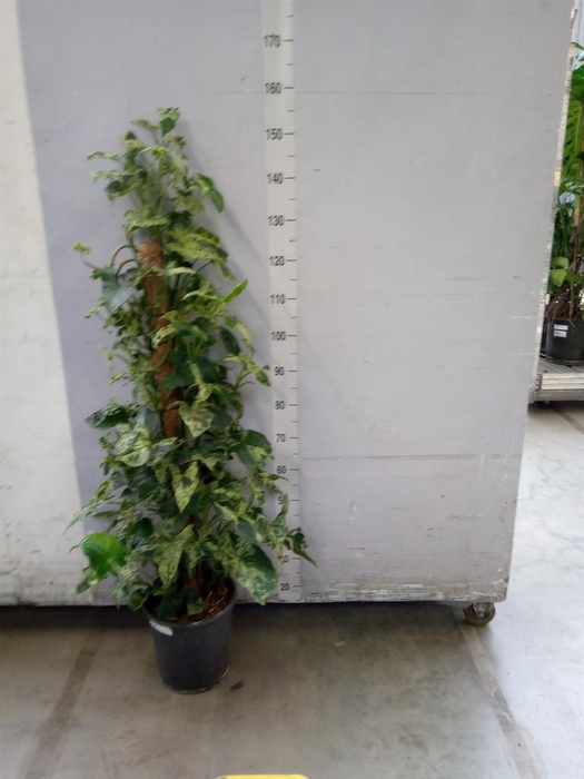 <h4>Syngonium   ...</h4>