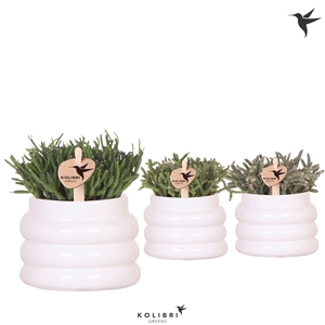 Kolibri Greens Rhipsalis mix in Bubble pot white