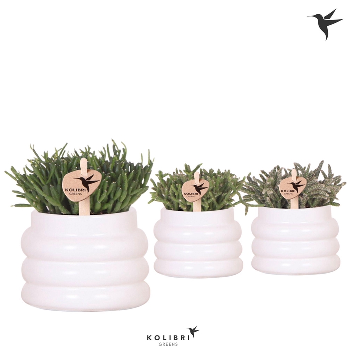 <h4>Kolibri Greens Rhipsalis mix in Bubble pot white</h4>