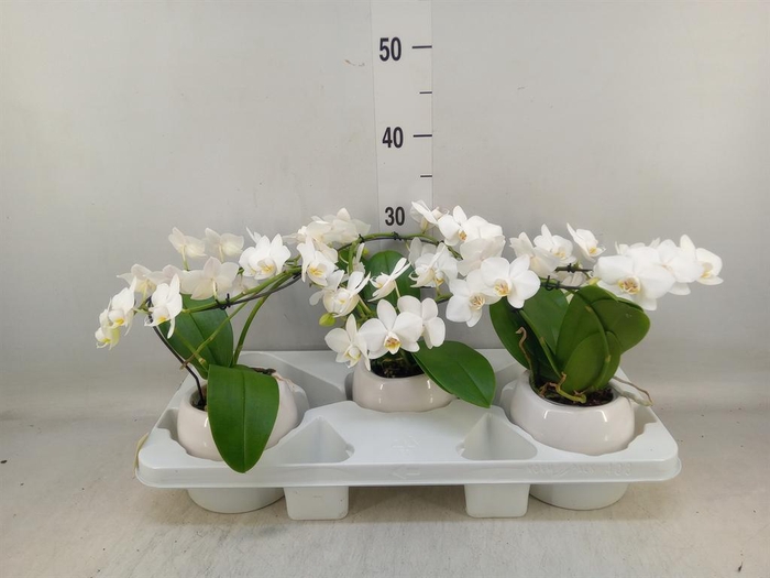 <h4>Phalaenopsis multi. ...white</h4>