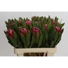 Protea Brenda