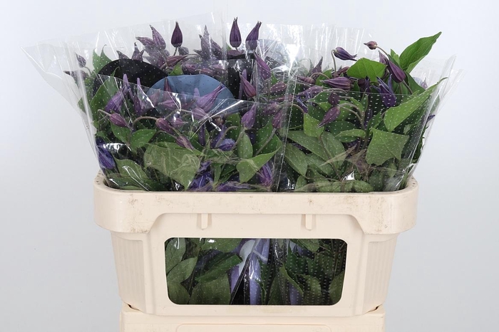 <h4>Clem Amazing Sydney</h4>