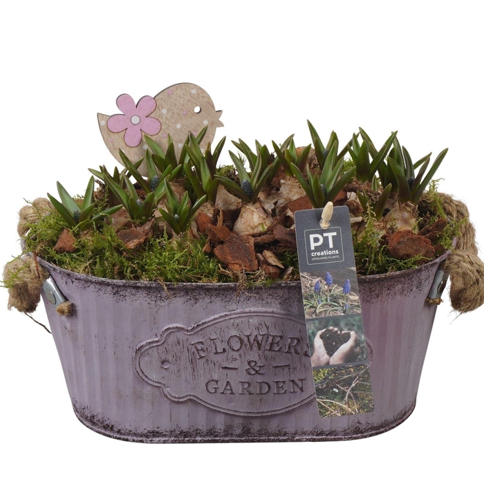 <h4>Arr.  Muscari L%</h4>