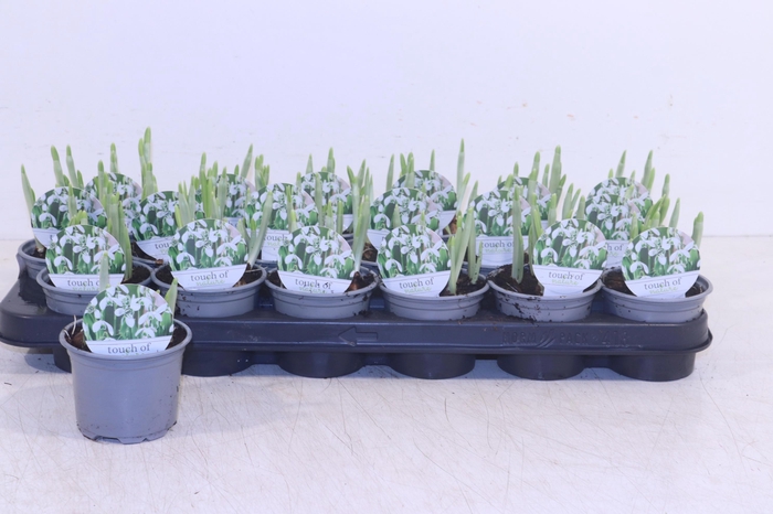 <h4>GALANTHUS HIPPOLYTA</h4>