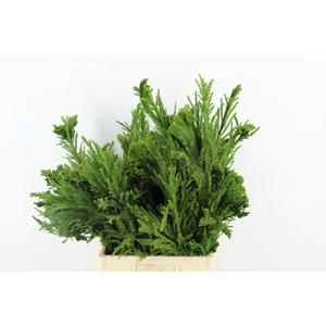 CRYPTOM J CRISTATA