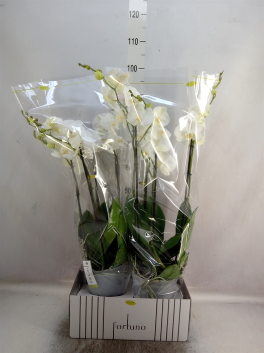 <h4>Phalaenopsis   ...white</h4>