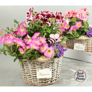 ARR TUINPLANTEN H%