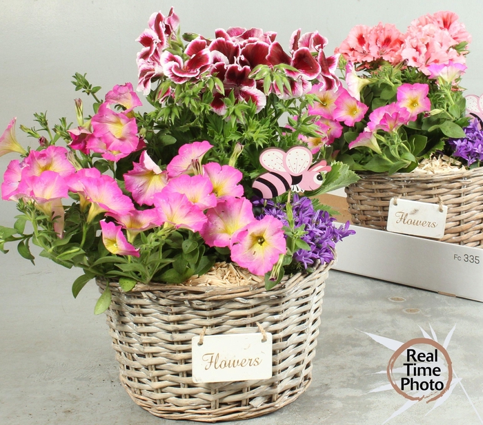 <h4>ARR TUINPLANTEN H%</h4>