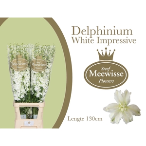 DELPH DU DEWI IMP WH