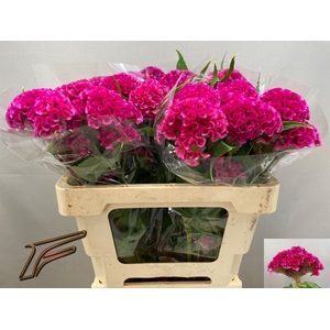CEL C ROSE DELIGHT