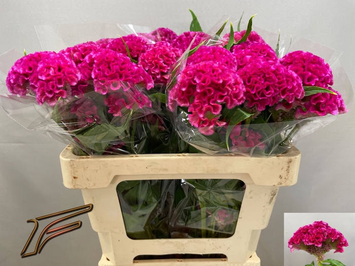 <h4>CEL C ROSE DELIGHT</h4>