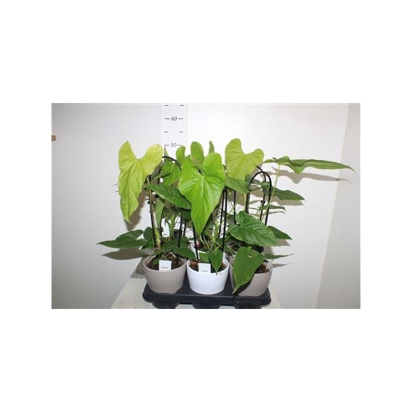 <h4>Anthu Balaoanum In Keramiek Pot</h4>