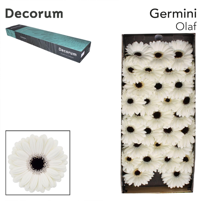 <h4>Germini Olaf Doos</h4>