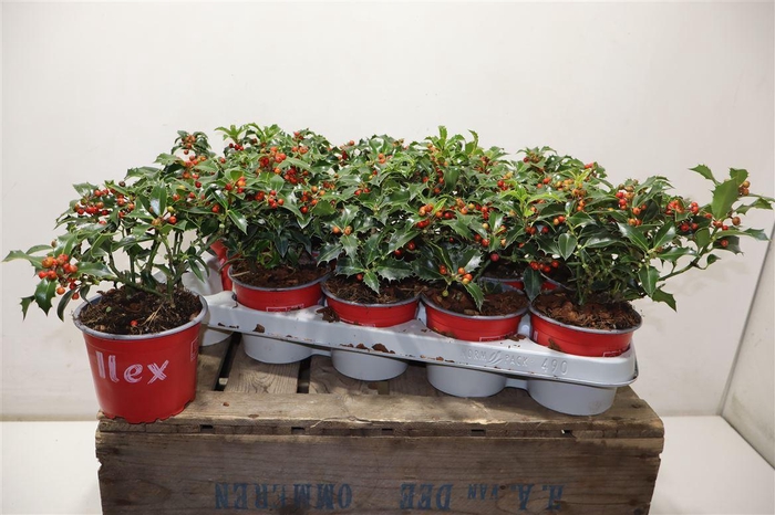 <h4>Ilex Aq Alaska</h4>