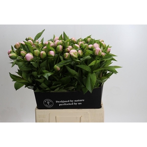 Paeonia (Herb. Hybrid Grp) 'Pink Vanguard'