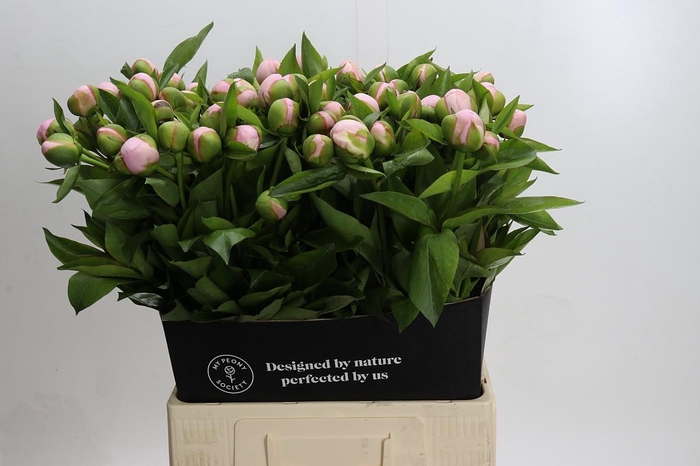 <h4>Paeonia Pink Vanguard</h4>