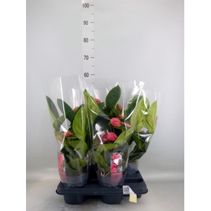 Medinilla magn. 'Lambada'