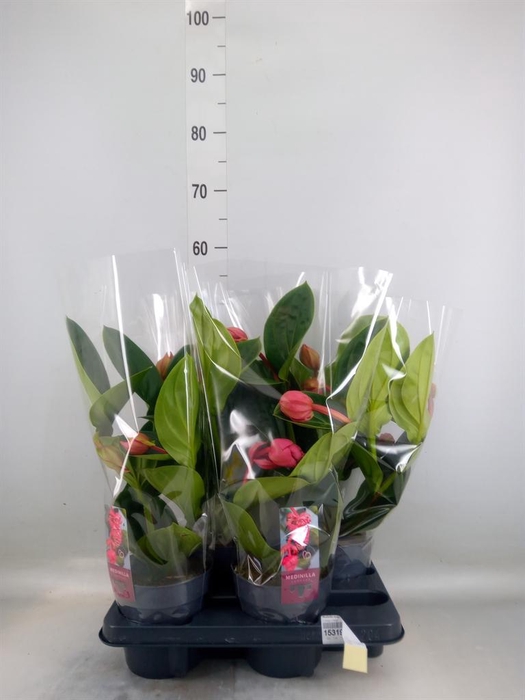 <h4>Medinilla magn. 'Lambada'</h4>