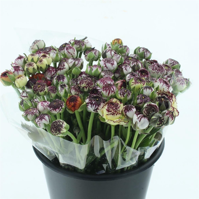 <h4>Ran El Cappuccino Extra</h4>