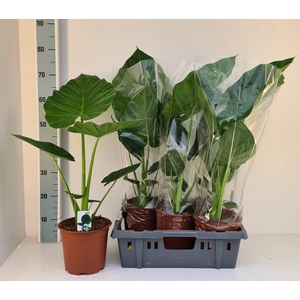 ALOC MACRORRHIZOS