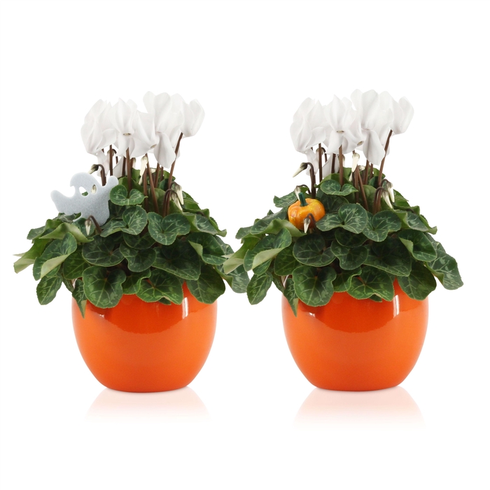 <h4>Cyclamen in Oranje "Lisa" keramiek met HALLOWEENstekers</h4>