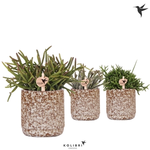 Kolibri Greens Rhipsalis mix in Jaguar pot