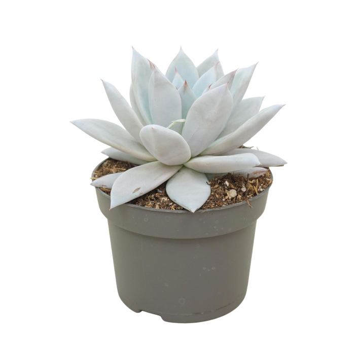 <h4>Echeveria  'Mexican Giant'</h4>