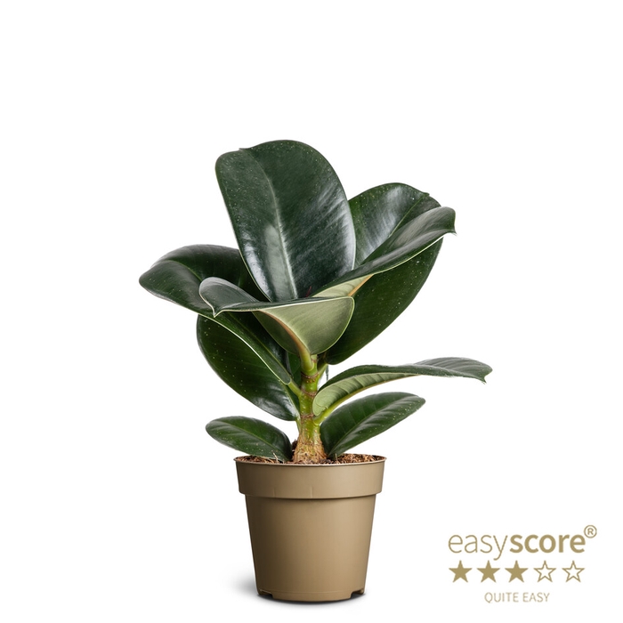 <h4>FICUS ELASTICA P9 SOFIA</h4>