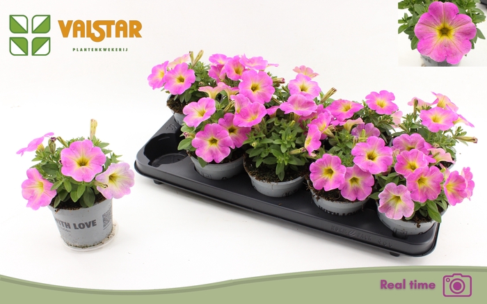 <h4>PET FAM MAGIC PINK</h4>