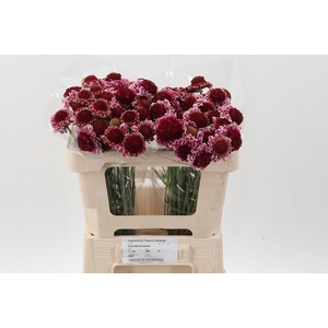 Scab F Marshmallow Improved Scoop