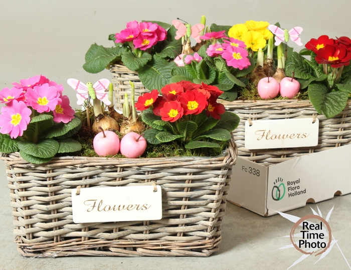 <h4>ARR TUINPLANTEN</h4>