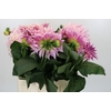 Dahlia Cafe Au Lait