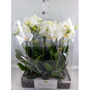 Phalaenopsis   ...white