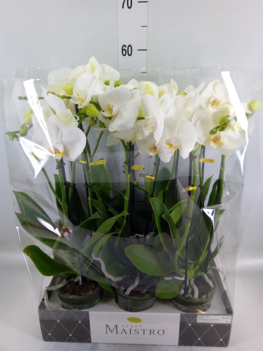 <h4>Phalaenopsis ...white</h4>