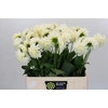 Dahlia Boom Boom White