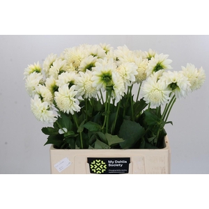 Dahlia Boom Boom White