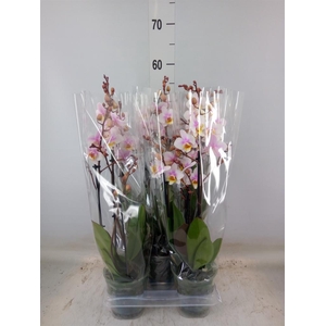 Phalaenopsis multi. 'Ant San Jose'