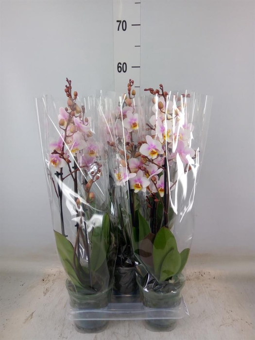 <h4>Phalaenopsis multi. 'Ant San Jose'</h4>