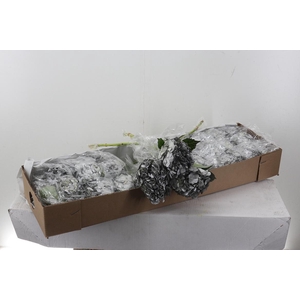 Hydr Shiny Silver Sel Box