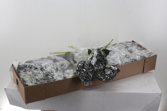 <h4>Hydr Shiny Silver Sel Box</h4>