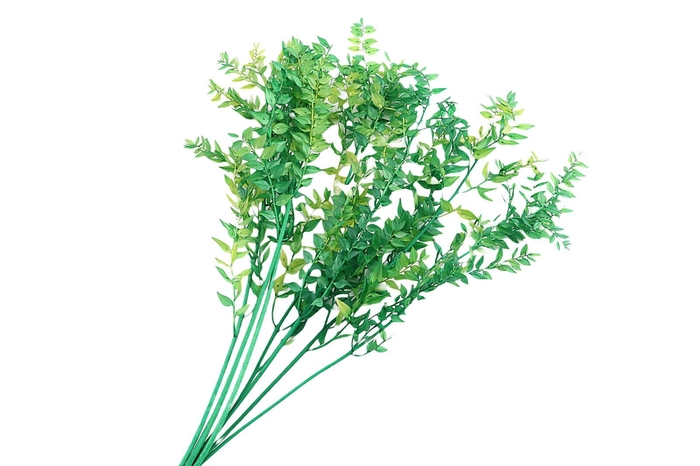 Ruscus Preserved Green Dark