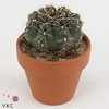 GYMNOCAL BALDIANUM