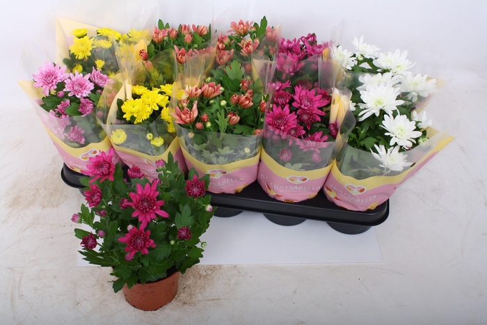 <h4>CHRYS GEVULDBL GEM</h4>