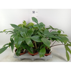 Philodendron   ...