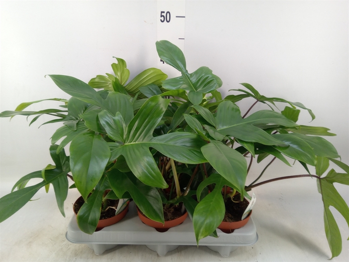 <h4>Philodendron   ...</h4>