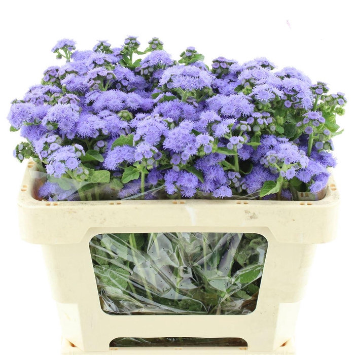 <h4>Ager H Blue Planet</h4>