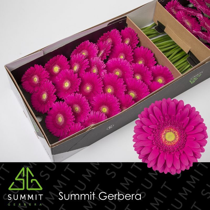 <h4>Gerbera Flamenco Doos</h4>